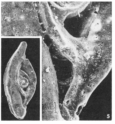 Spiroloculina perforata d'Orbigny in Gu�rin-M�neville, 1832