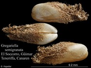 Gregariella semigranata