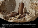 Lithophaga lithophaga
