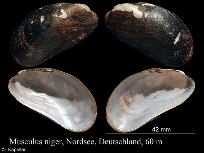 Musculus niger