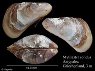 Mytilaster solidus