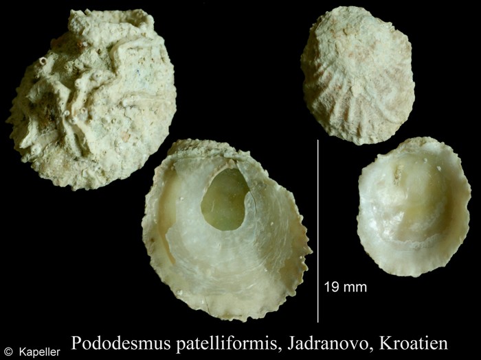 Pododesmus patelliformis