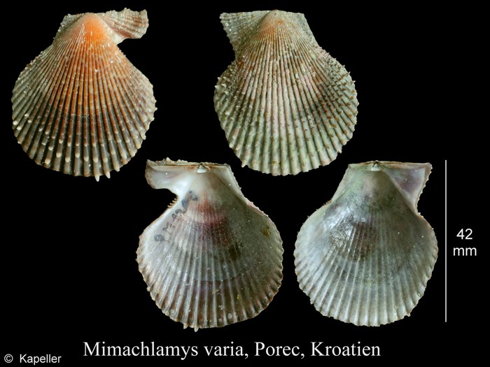 Mimachlamys varia