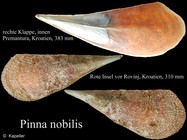 Pinna nobilis