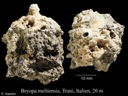Bryopa melitensis