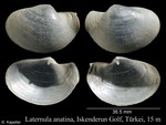 Laternula anatina