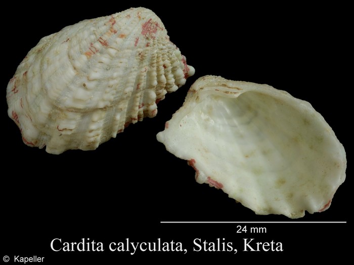 Cardita calyculata