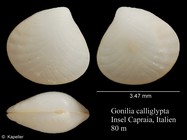 Gonilia calliglypta