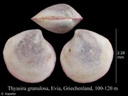 Thyasira granulosa