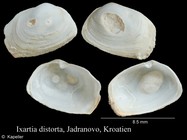 Ixartia distorta