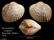 Parvicardium exiguum