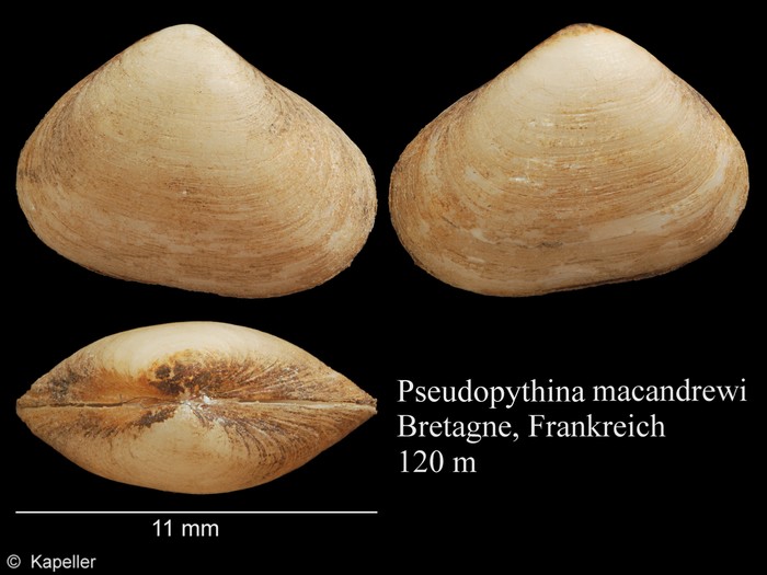 Pseudopythina macandrewi