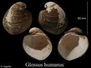 Glossus humanus