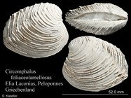 Circomphalus foliaceolamellosus