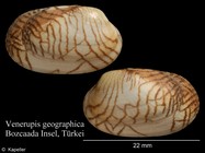 Venerupis geographica
