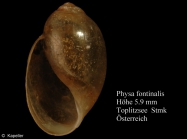 Physa fontinalis