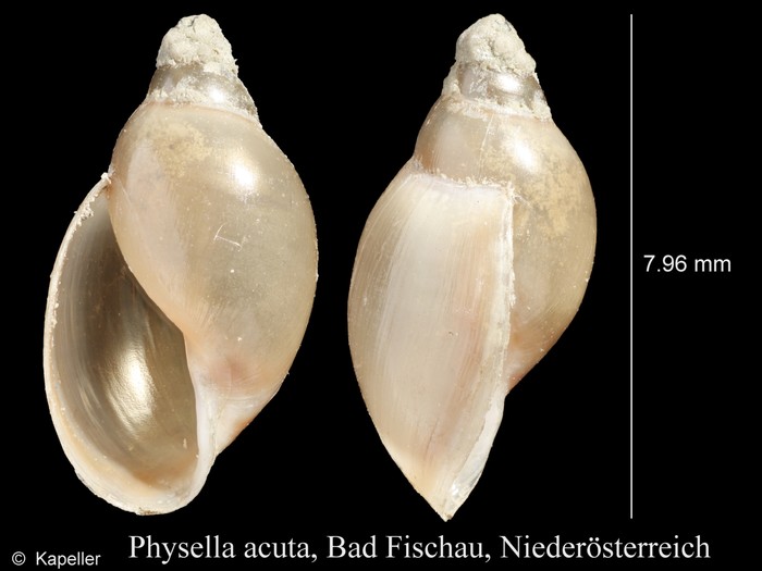 Physella acuta