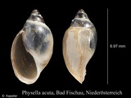 Physella acuta