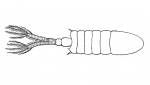 Eurytemora americana
