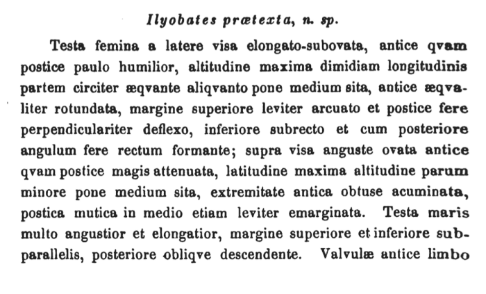 Description of Ilyobates praetexta Sars, 1866(original description by Sars, 1866: 60)