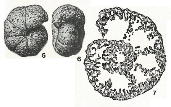 Alveolophragmium orbiculatum Shchedrina, 1936