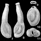 Articularia articulinoides (Gerke & Issaeva, 1952)