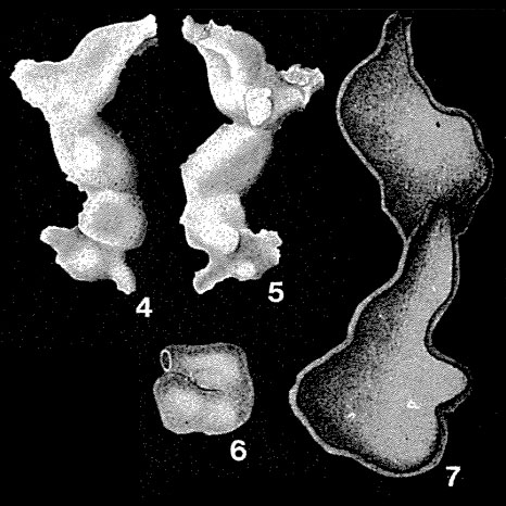 Calcituba polymorpha Roboz, 1884