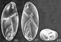 Laryngosigma hyalascidia Loeblich & Tappan, 1953