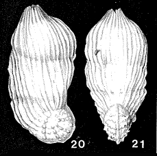 Marginulinopsis bradyi (Go�s, 1894)