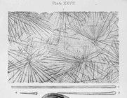 Eurypon radiatum (Bowerbank, 1866), Pl. XXVIII Figs. 1–4