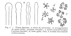 Timea fasciata Topsent, 1934, Fig. 1