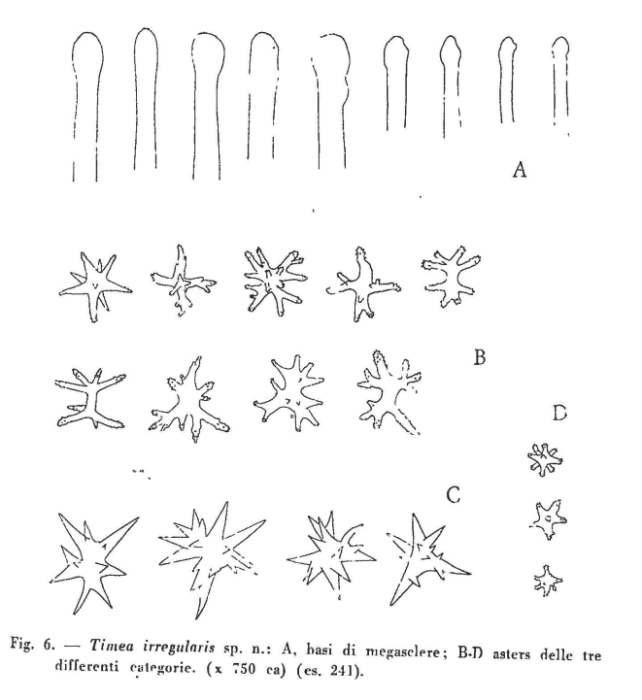 Timea irregularis Sar� & Siribelli, 1960, Fig. 6