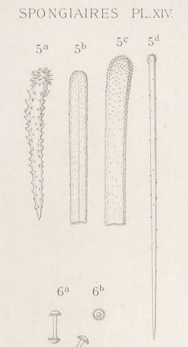 Acantheurypon pilosella (Topsent, 1904), Pl. XIV Fig. 5