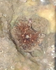 Anthopleura biscayensis, Fig.8