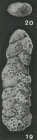 Spiroplectammina biformis (Parker & Jones, 1865)