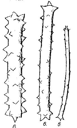 Lithoplocamia lithistoides Dendy, 1922, Pl. 14, Fig.6