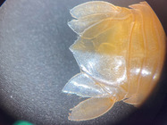 Aegiochus ventrosa - tail