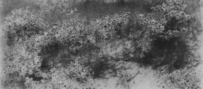 Wery (1908, foto 16)