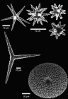 holotype, spicules