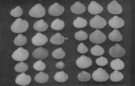 Wery (1908, plaat 22 B.)