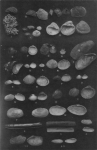 Wery (1908, plaat 23)