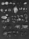 Wery (1908, plaat 24)