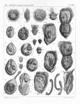 Ciliophora