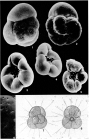Rotaliella heterocaryotica Grell, 1954