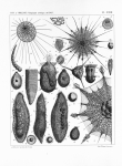 Protoctista