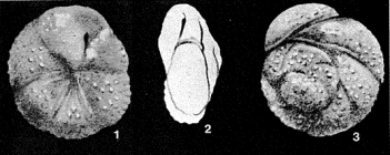 Discorbis tuberculata var. australiensis Chapman, Parr & Collins, 1934