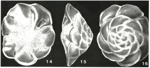 Buccella hannai (Phleger & Parker, 1951)