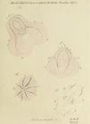 Bolina elegans original figure from Mertens