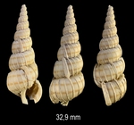  Acrilloscala geniculata (Brocchi, 1814)