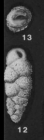 Virgulopsis pustulata Finlay, 1939